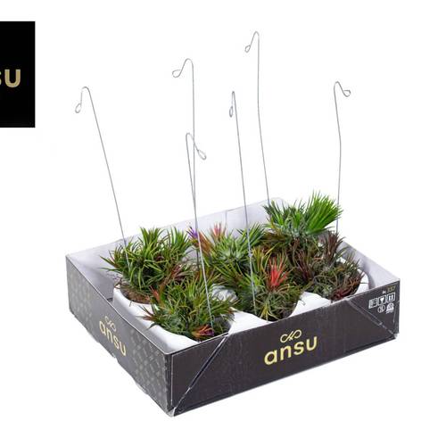 Tillandsia Shelly Hang mix T10 H030