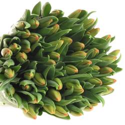 Tulpe orange Juice 40 Gramm