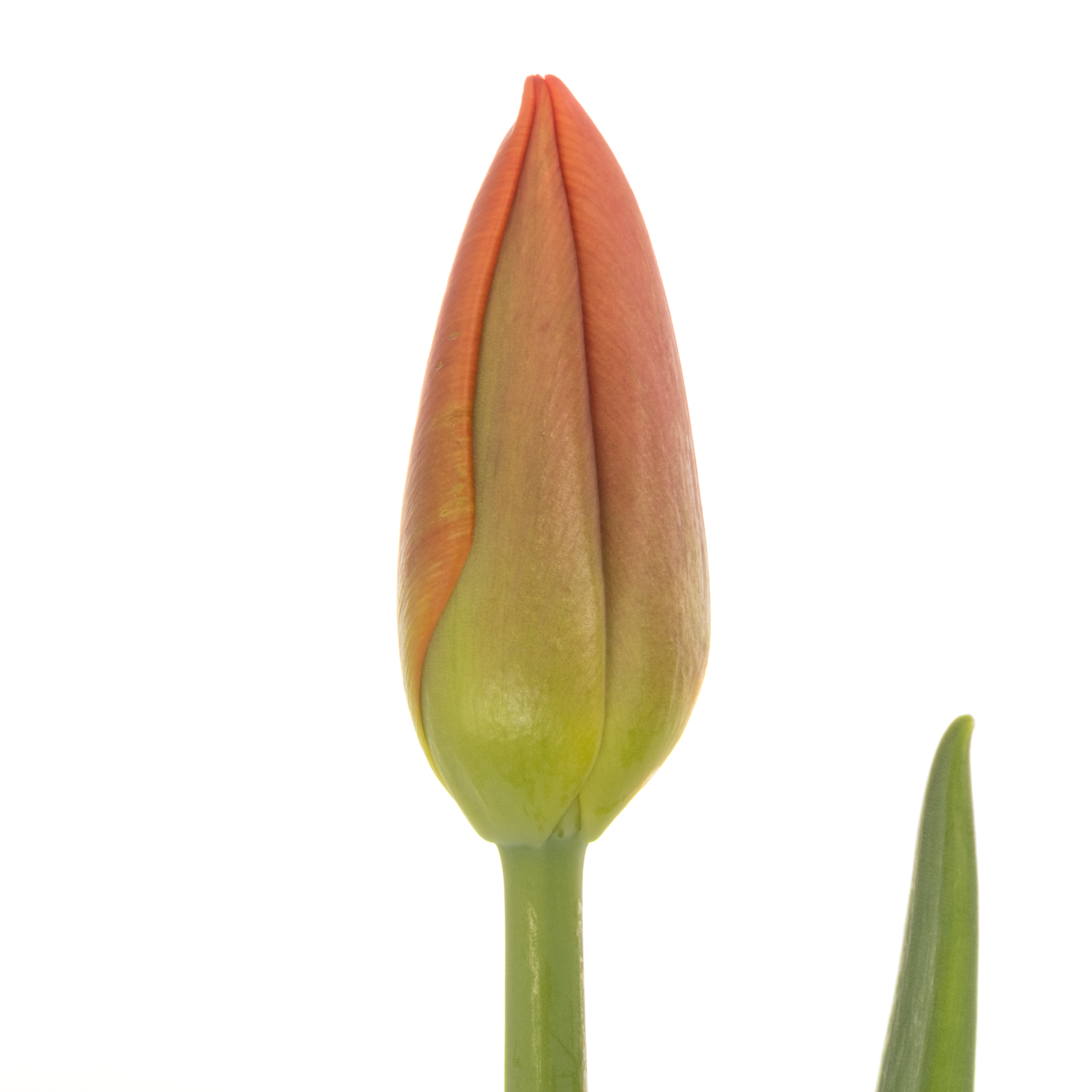 Tulpe orange Juice 40 Gramm