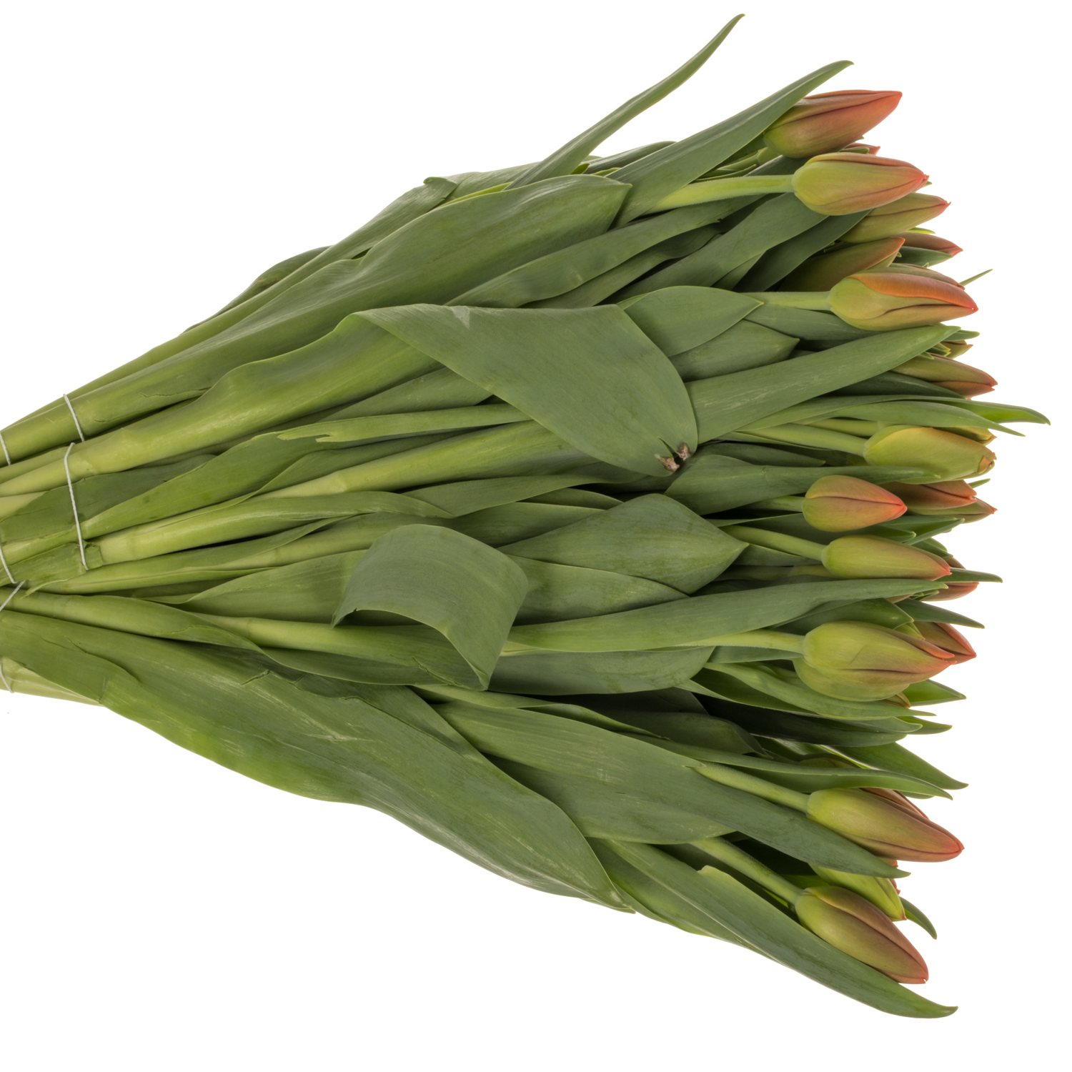 Tulpe orange Juice 40 Gramm