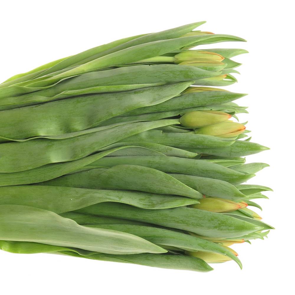 Tulpe orange Juice 40 Gramm