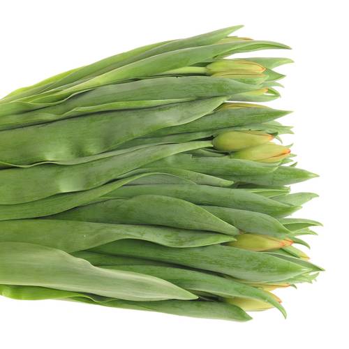 Tulpe orange Juice 40 Gramm