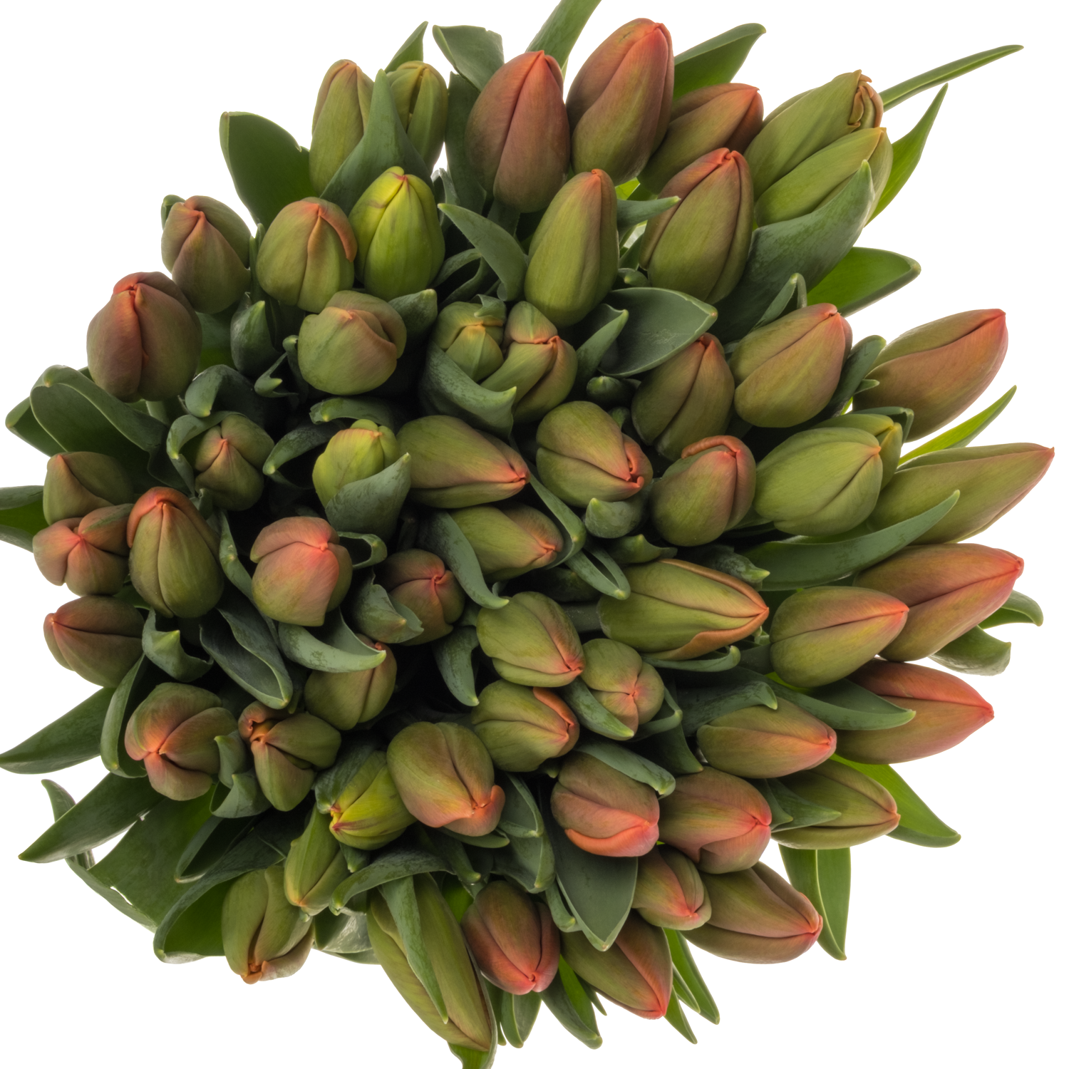 Tulpe orange Juice 40 Gramm