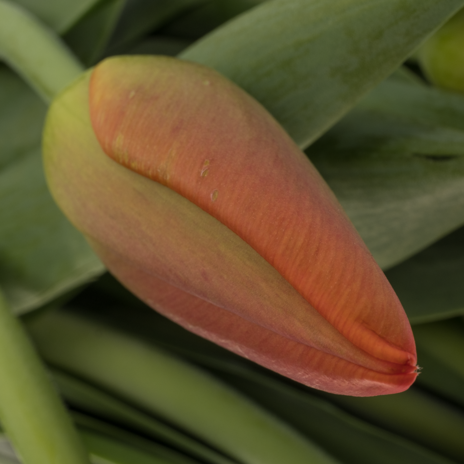 Tulpe orange Juice 40 Gramm