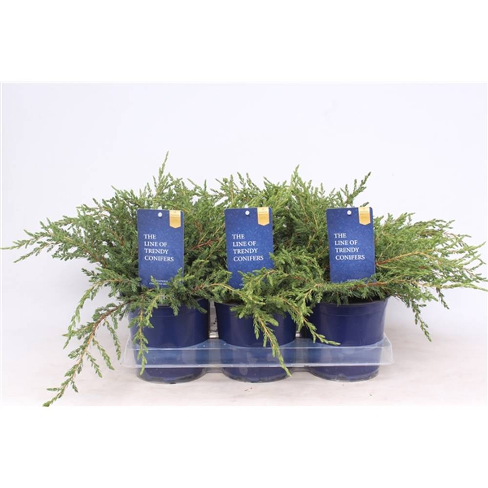 Juniperus Communis Repanda T15 H020