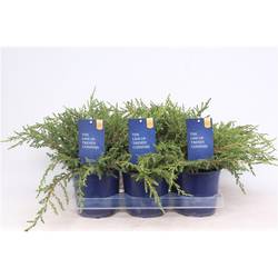 Juniperus Communis Repanda T15 H020