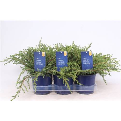 Juniperus Communis Repanda T15 H020