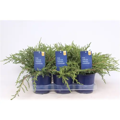 Juniperus Communis Repanda T15 H020