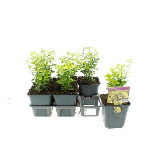 Euonymus fort Emerald Gold T09 H15