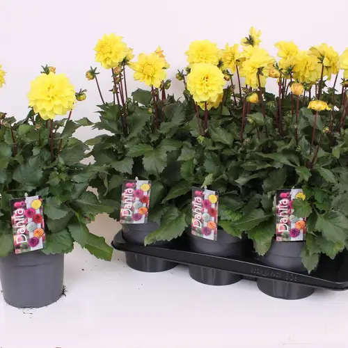Dahlia gelb T17 H40