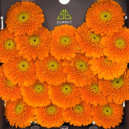 Germini orange Pomponi Raja