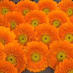 Germini orange Pomponi Raja