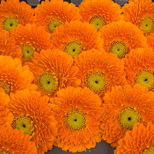 Germini orange Pomponi Raja