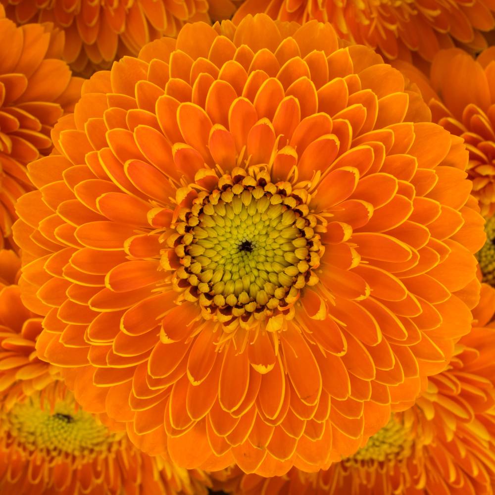 Germini orange Pomponi Raja
