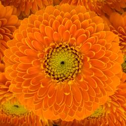 Germini orange Pomponi Raja