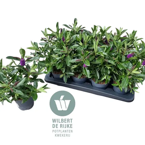 Hebe dunkel lila Queen T12 H025
