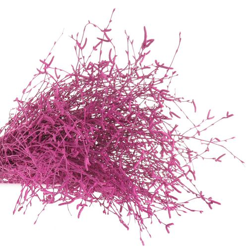 Birke cerise gefärbt 70cm