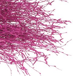 Birke cerise gefärbt 70cm