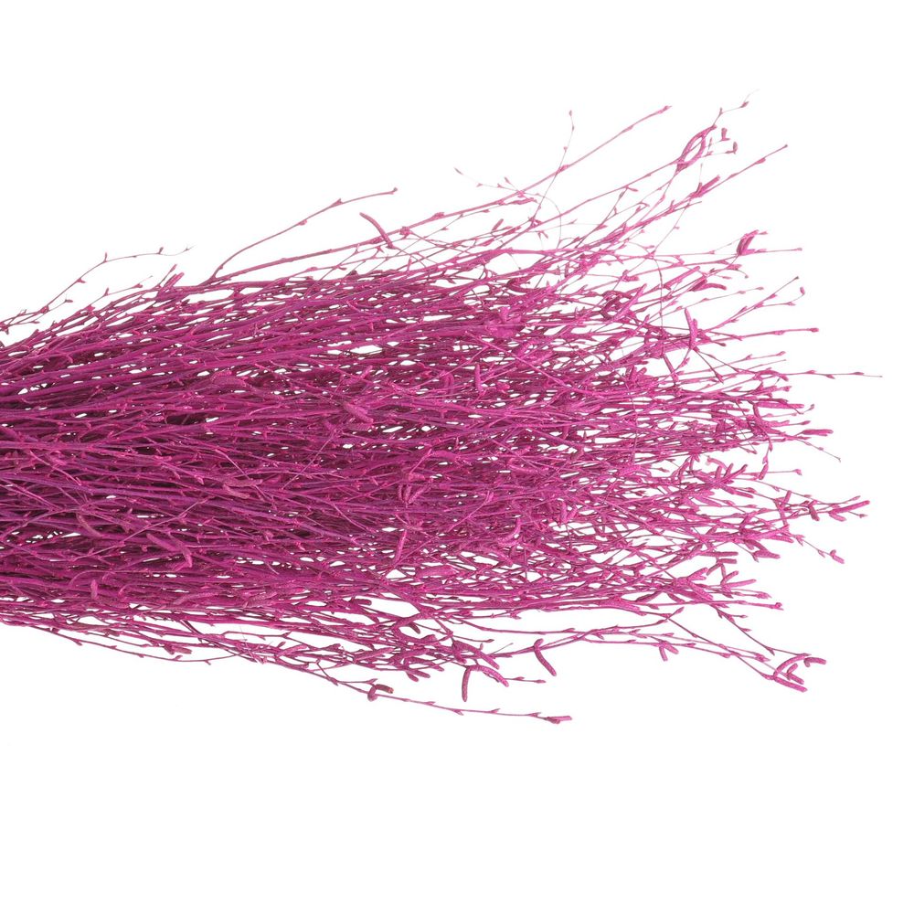 Birke cerise gefärbt 70cm