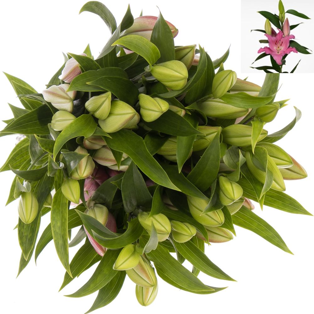 Lilie orientalisch rosa Lexus 5+Blüte 80cm