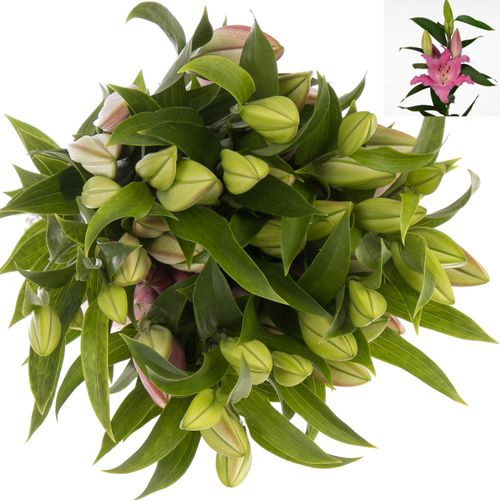 Lilie orientalisch rosa Lexus 5+Blüte 80cm