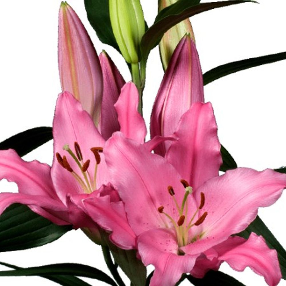 Lilie orientalisch rosa Lexus 5+Blüte 80cm