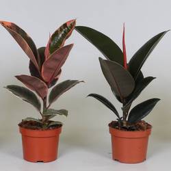 Ficus Elastica mix T12 H35