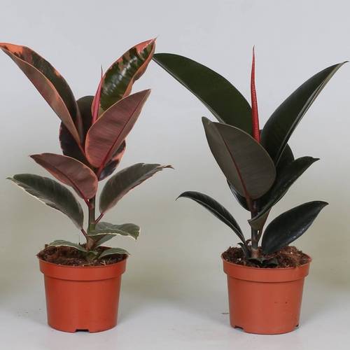 Ficus Elastica mix T12 H35