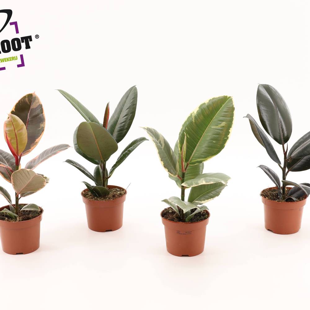 Ficus Elastica mix T12 H35