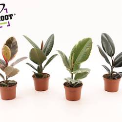 Ficus Elastica mix T12 H35