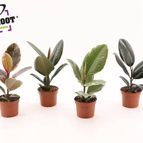 Ficus Elastica mix T12 H35