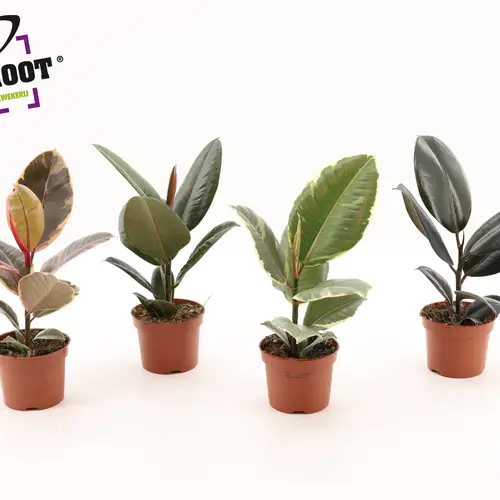 Ficus Elastica mix T12 H35