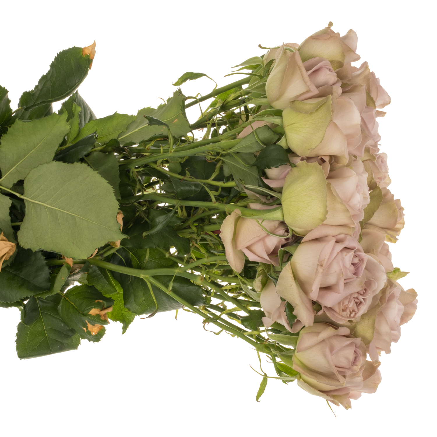 Rose verzweigt hell rosa/hell grün Notre Dame 3+ 70cm