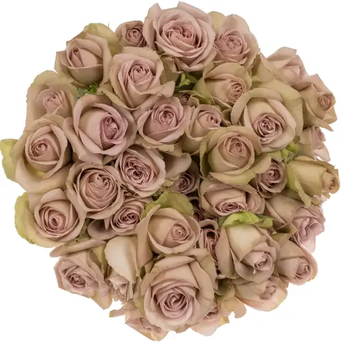 Rose verzweigt hell rosa/hell grün Notre Dame 3+ 70cm