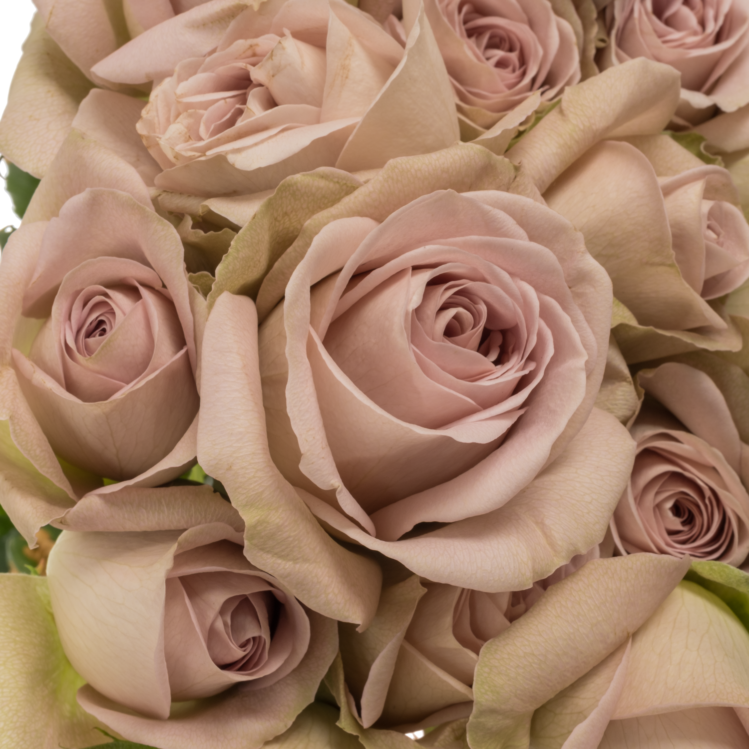 Rose verzweigt hell rosa/hell grün Notre Dame 3+ 70cm