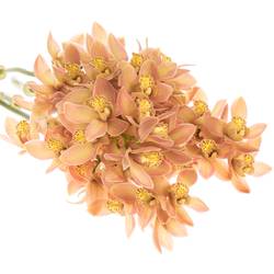 Mini Cymbidium orange P11 50cm 10+Blüte
