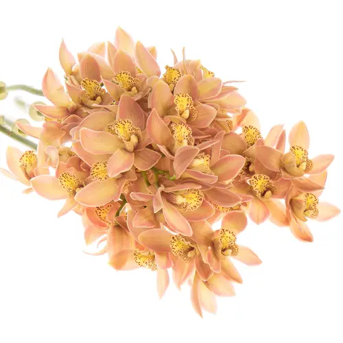 Mini Cymbidium orange P11 50cm 10+Blüte