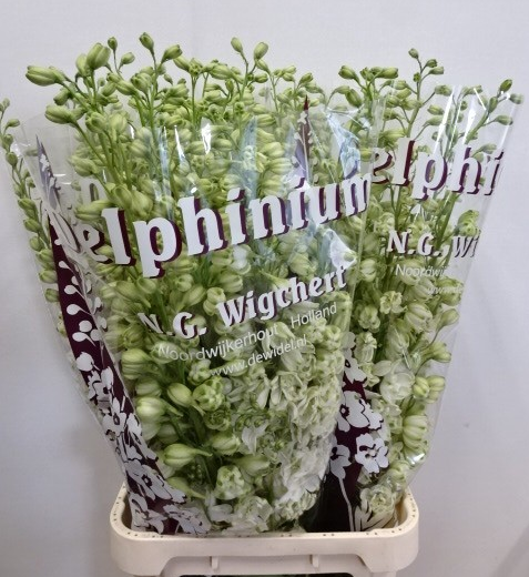 Delphinium weiss doppel Anastacia extra 90cm