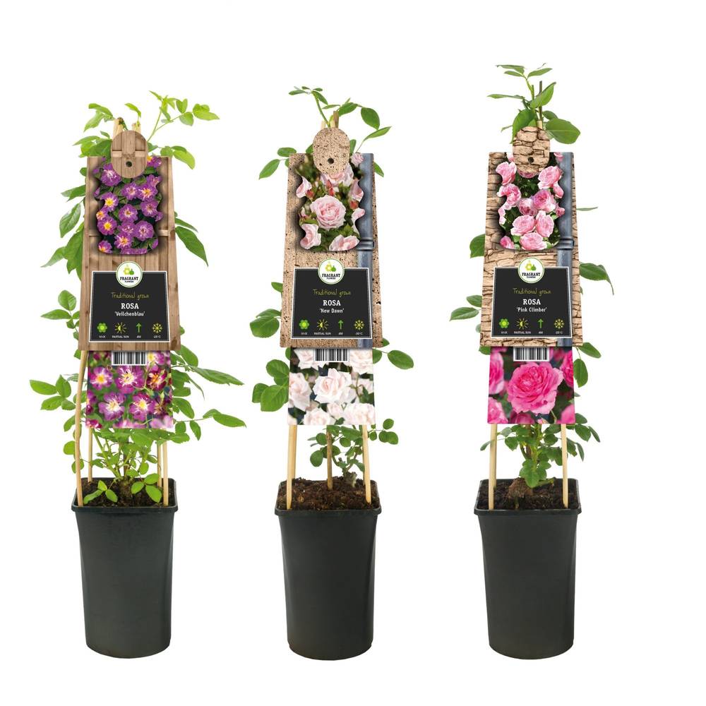 Rosa Kletter rosa T17 H075