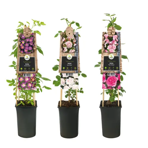 Rosa Kletter rosa T17 H075