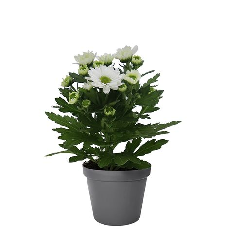 Chrys. weiss Hybrid Mini T06 H08