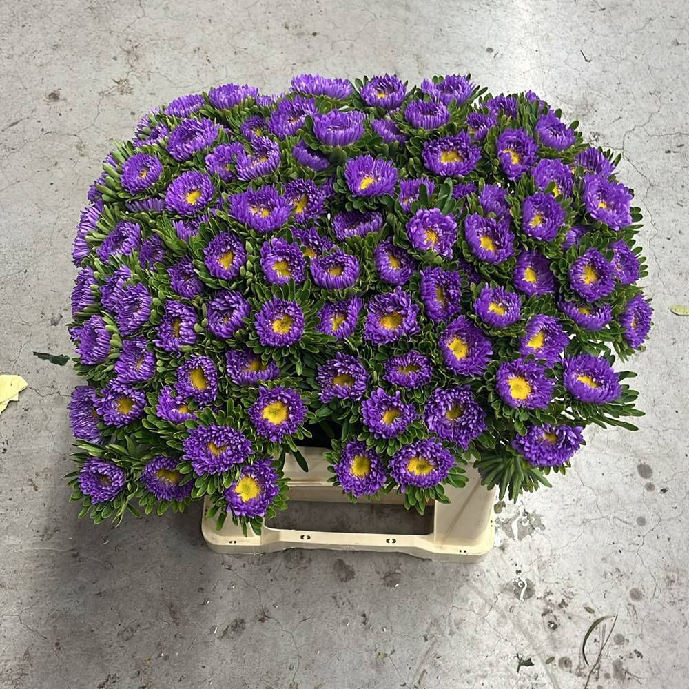 Aster blau/gelb 40cm