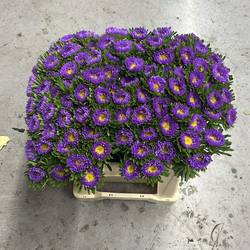 Aster blau/gelb 40cm