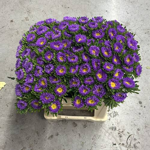 Aster blau/gelb 40cm