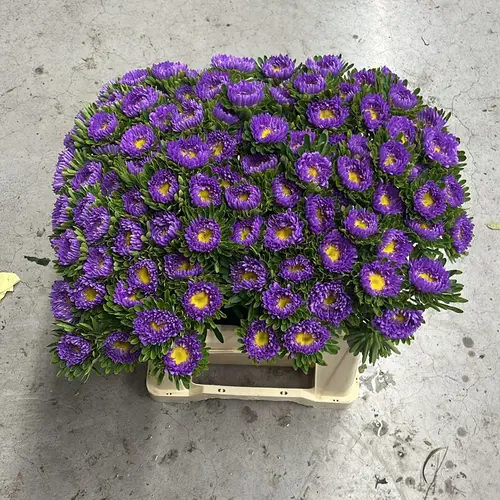 Aster blau/gelb 40cm