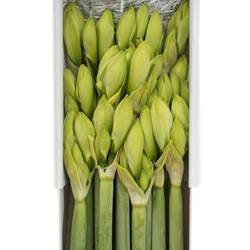 Amaryllis Krt.weiss Casablanca X18