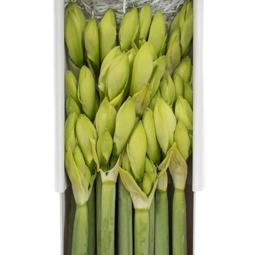 Amaryllis Krt.weiss Casablanca X18