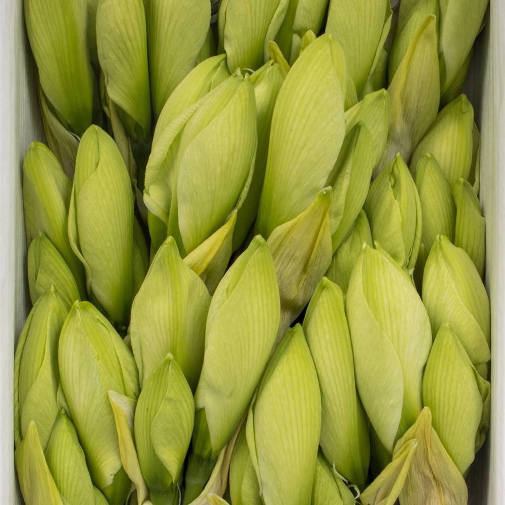 Amaryllis Krt.weiss Casablanca X18