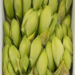 Amaryllis Krt.weiss Casablanca X18