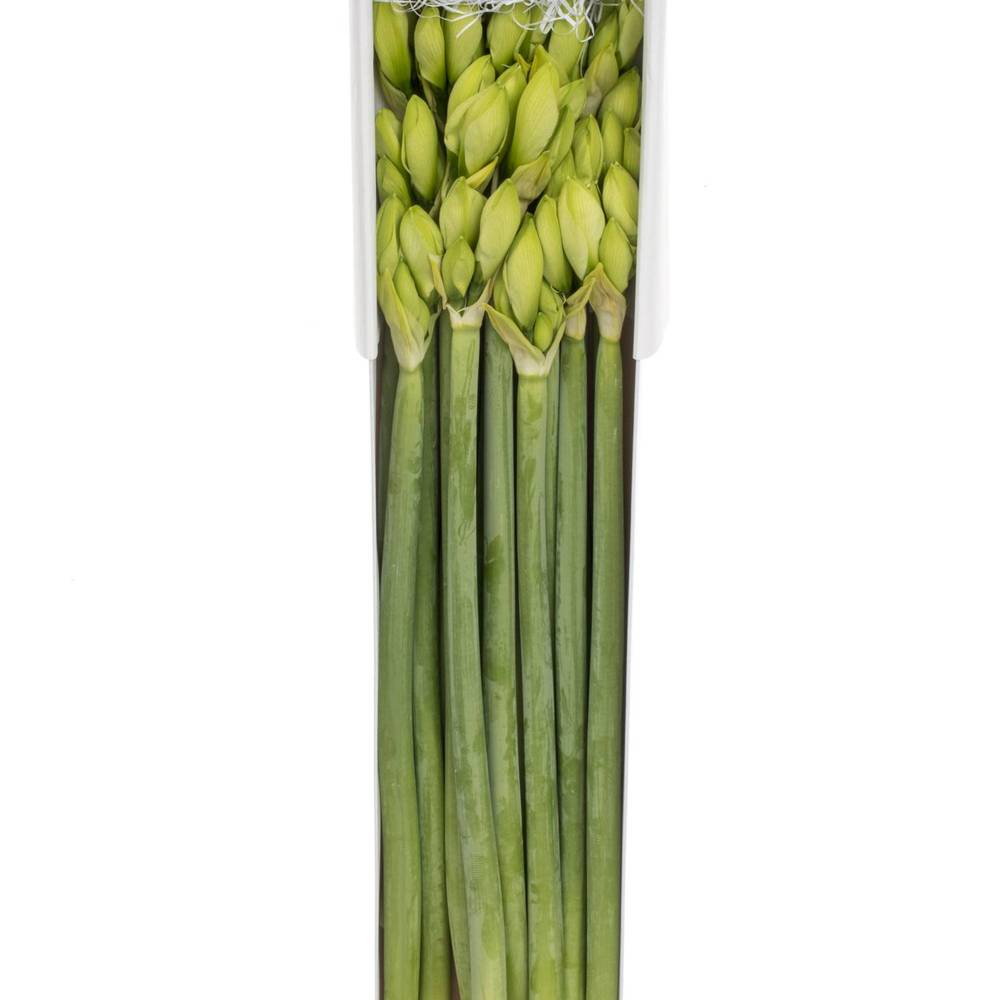 Amaryllis Krt.weiss Casablanca X18